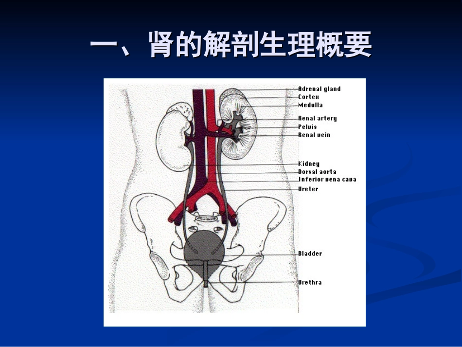肾炎肾综sn-1_第2页