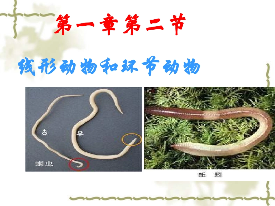人教版八年级生物线形动物和环节动物_第1页
