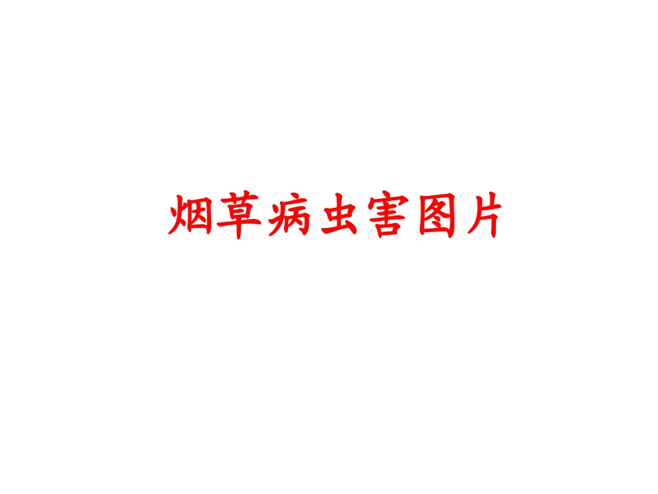 烟草病虫害图片_第1页