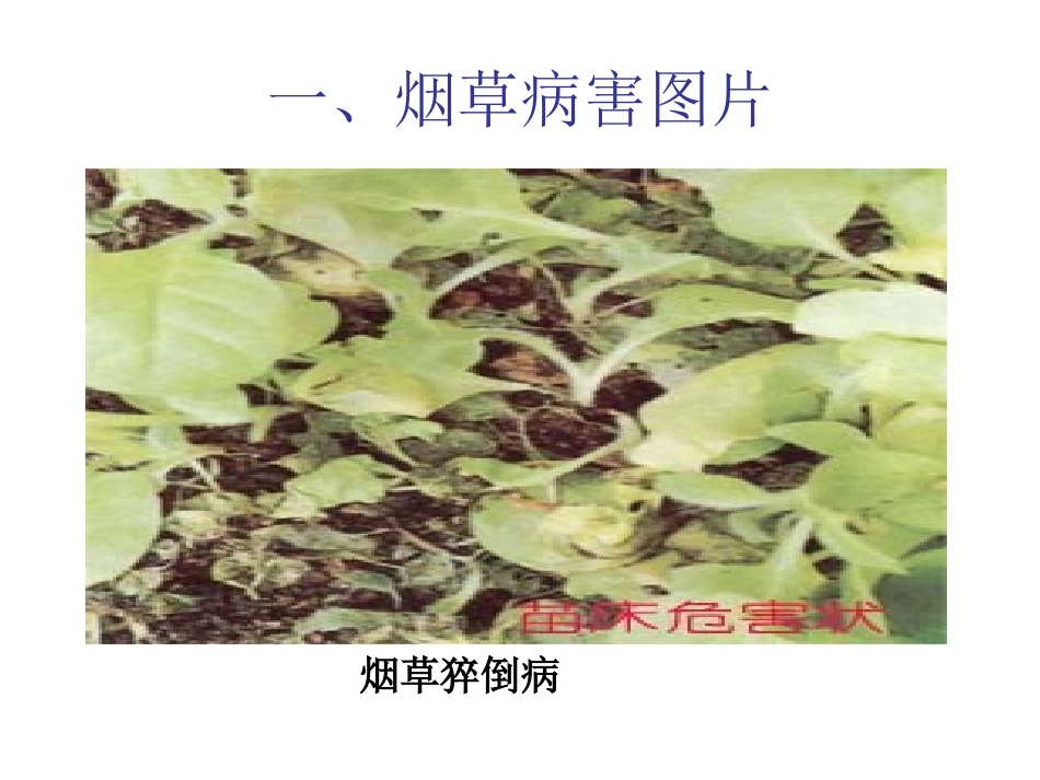 烟草病虫害图片_第2页