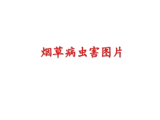 烟草病虫害图片