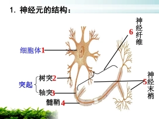 人体的神经调节(2)反射和反射弧资料