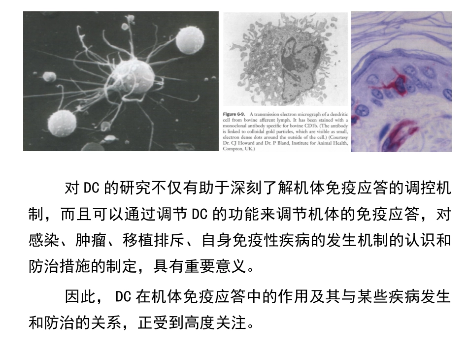 树突状细胞简介_第3页