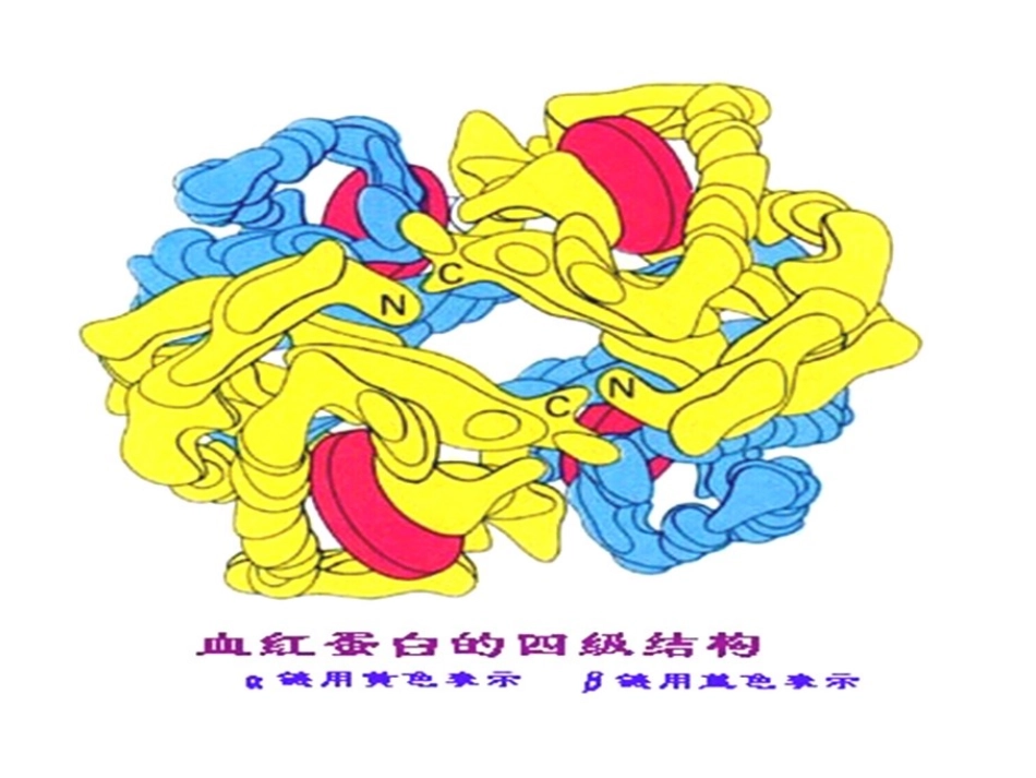 蛋白质的四级结构_第2页