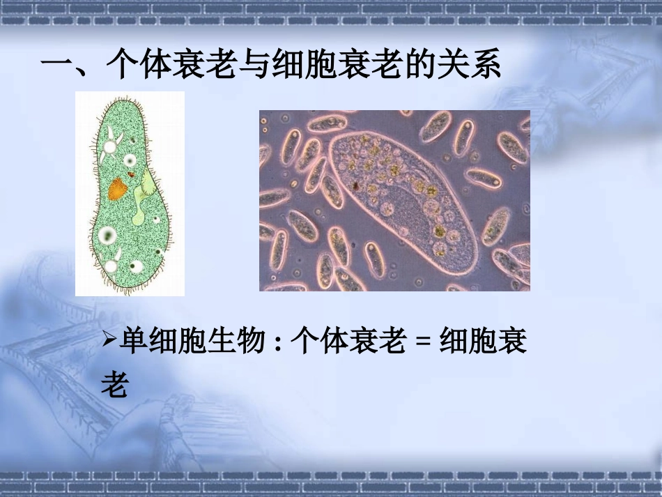 生物高中必修1第六章第三节课件1_第3页