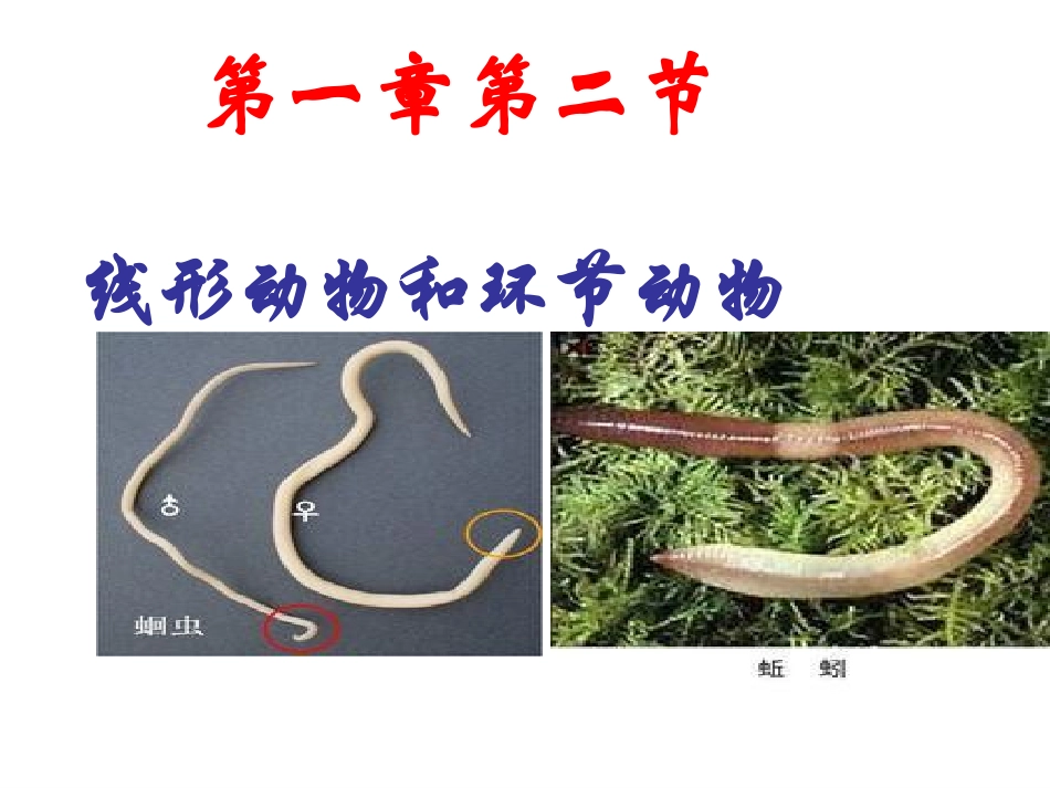 八年级生物第一章第二节3线形动物、环节动物(2)_第1页