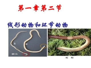 八年级生物第一章第二节3线形动物、环节动物(2)