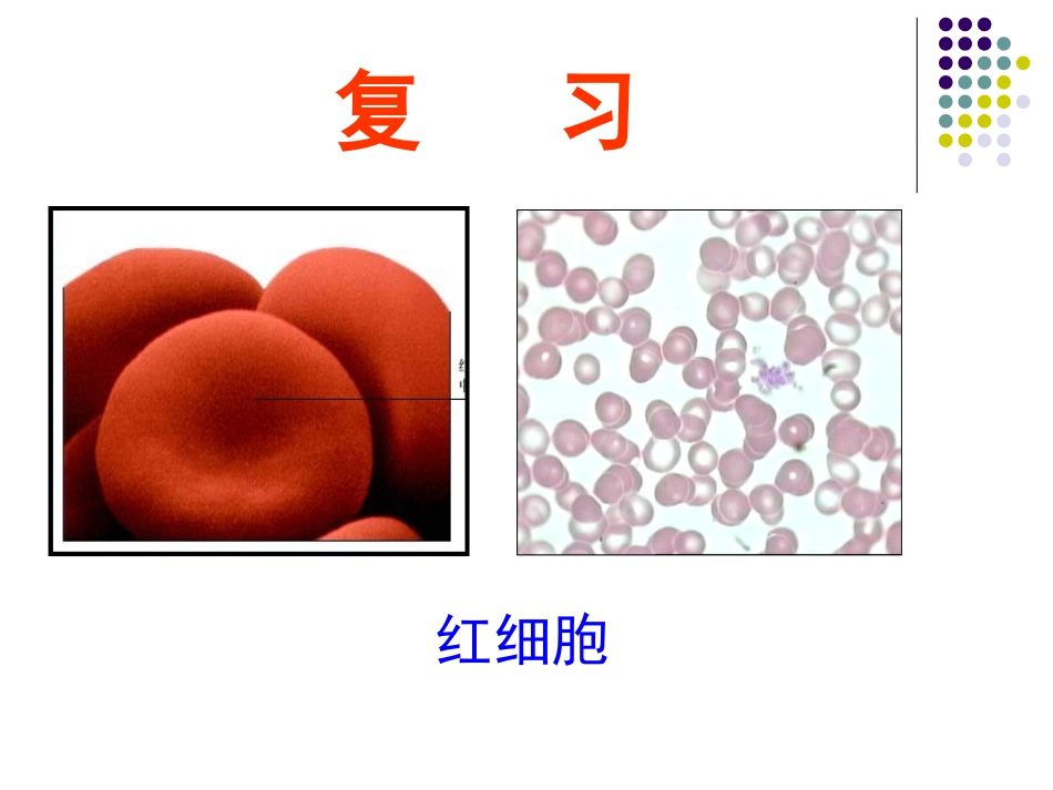 软骨和骨2、肌组织_第1页