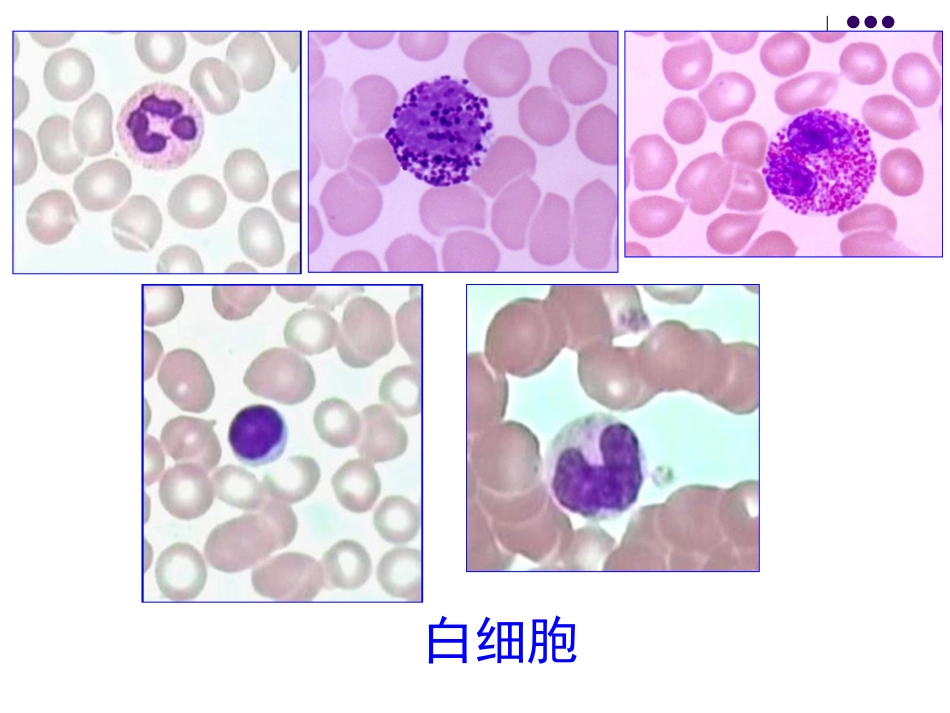 软骨和骨2、肌组织_第2页