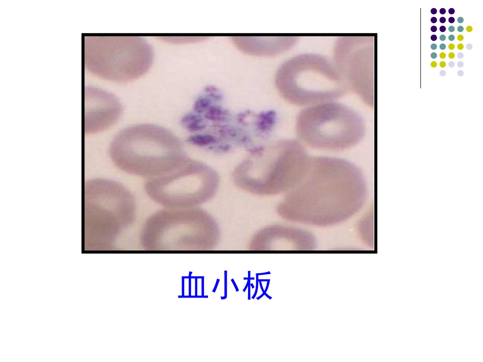 软骨和骨2、肌组织_第3页