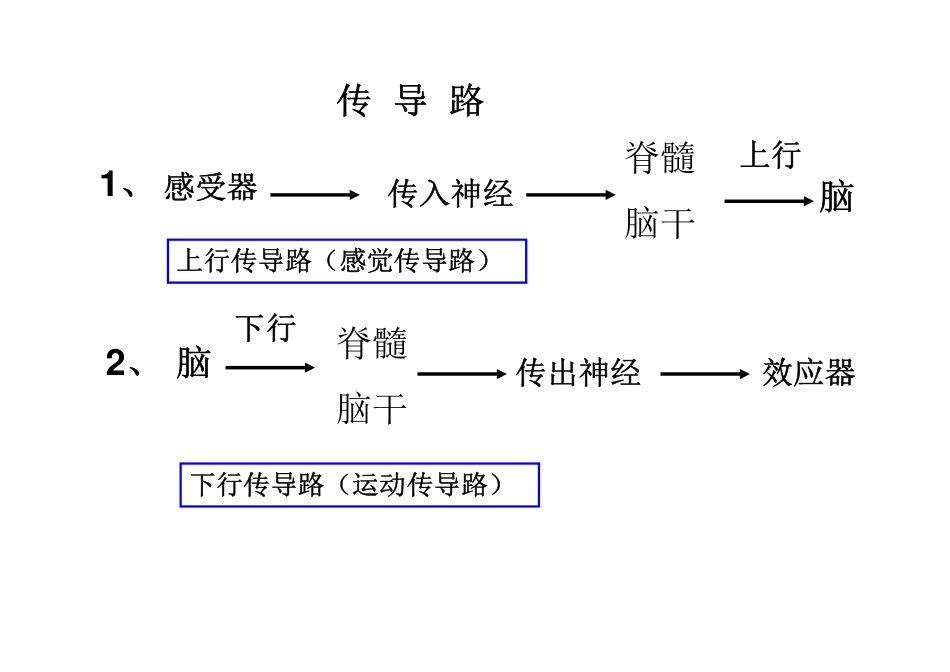 传导路(new) [兼容模式]_第1页