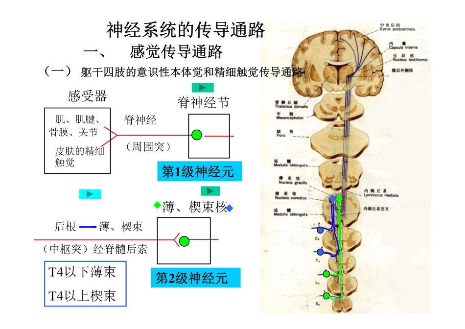 传导路(new) [兼容模式]_第2页