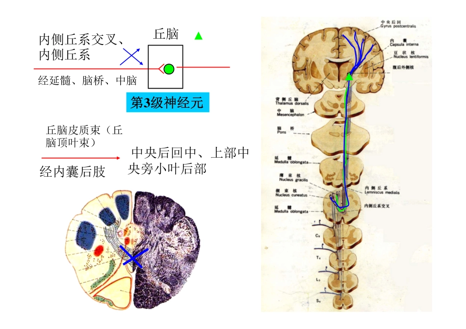 传导路(new) [兼容模式]_第3页