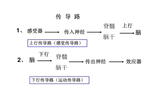 传导路(new) [兼容模式]