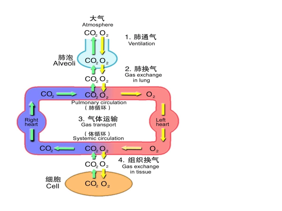 病理生理学呼吸衰竭_第2页