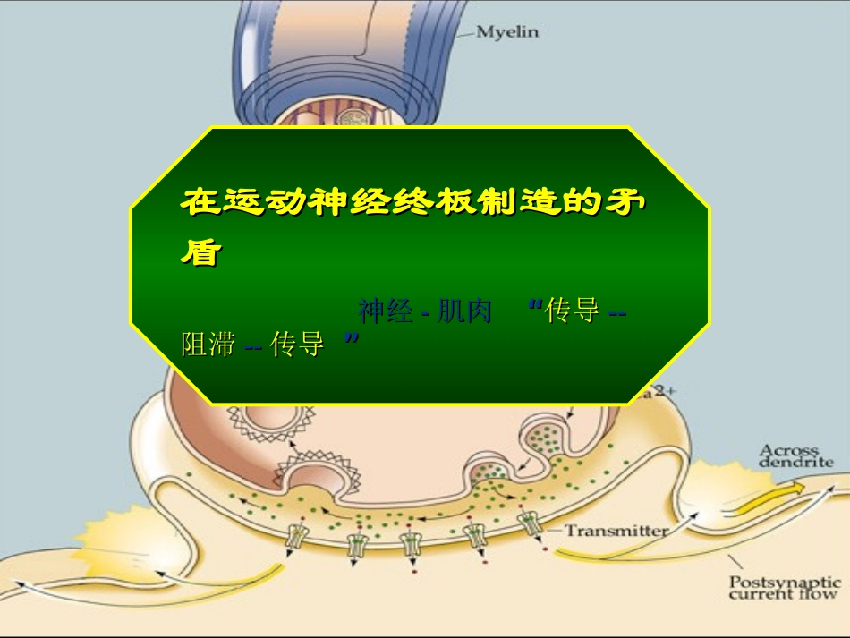 肌松监测肌松药规范(徐世元)_第3页