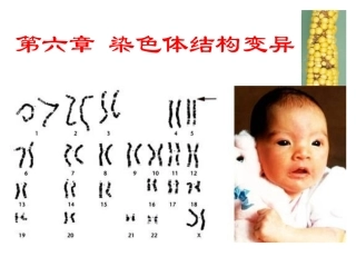 用体细胞杂交法克服甘薯组种间杂交不亲和性的研究