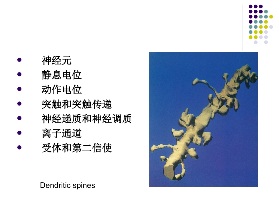 第一篇神经元的基本结构和活动过程_第2页