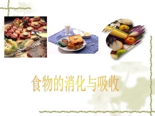 第二节 食物的消化