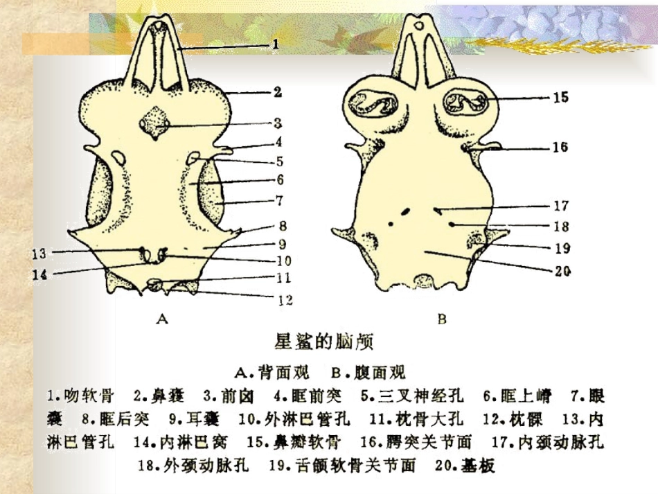 实验二-鱼类的骨骼_第2页