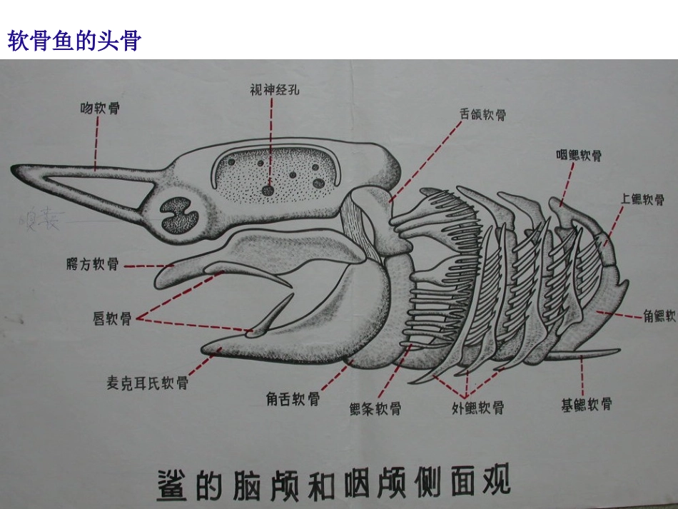 实验二-鱼类的骨骼_第3页