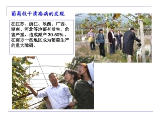 葡萄轴枯病(枝干溃疡病)