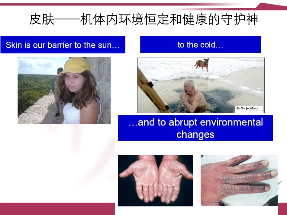 皮肤屏障功能_第3页