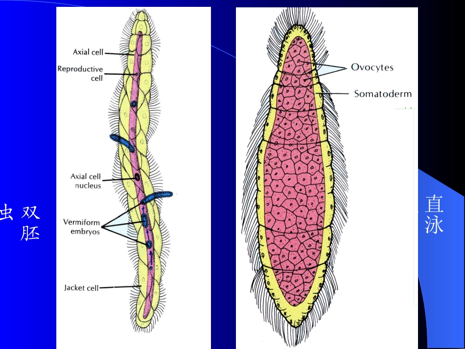 普通动物学-多细胞动物的起源_第3页