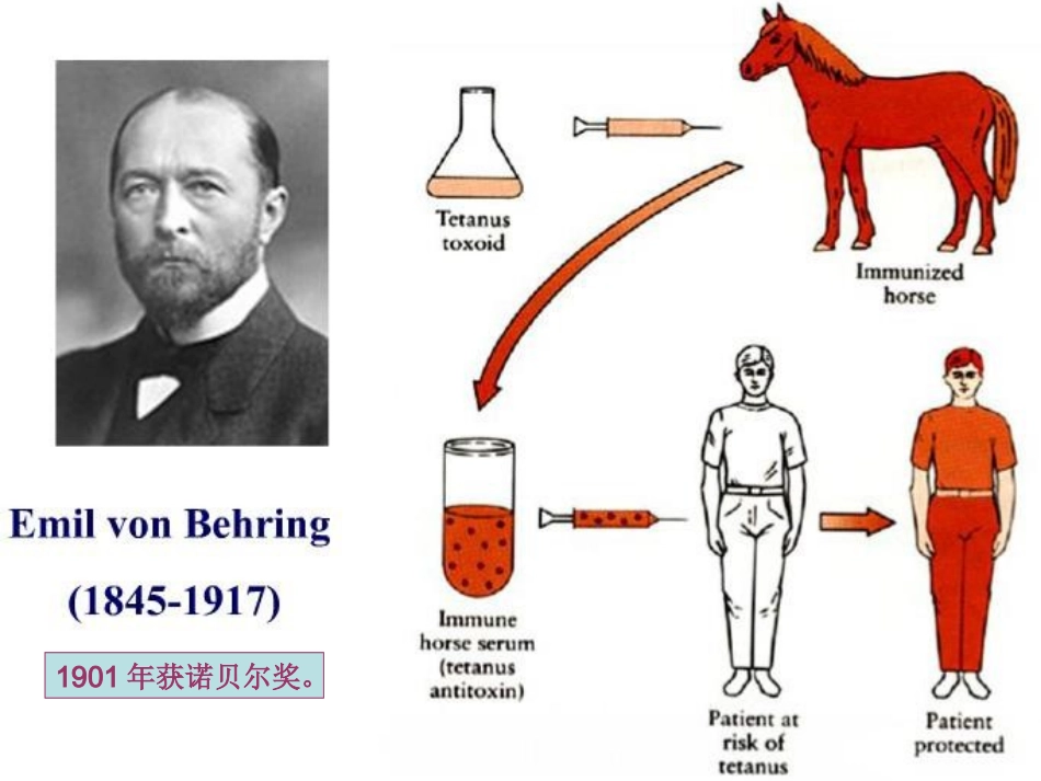 第四章 抗体_第2页