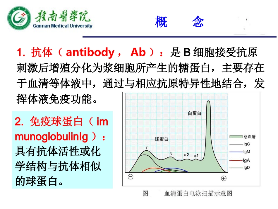 第四章 抗体_第3页