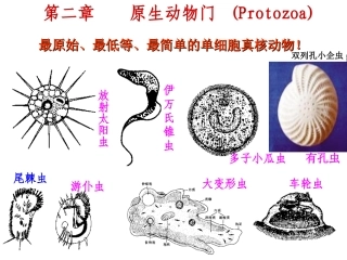 第二节原生动物门