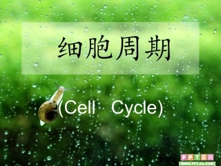 细胞周期及其划分