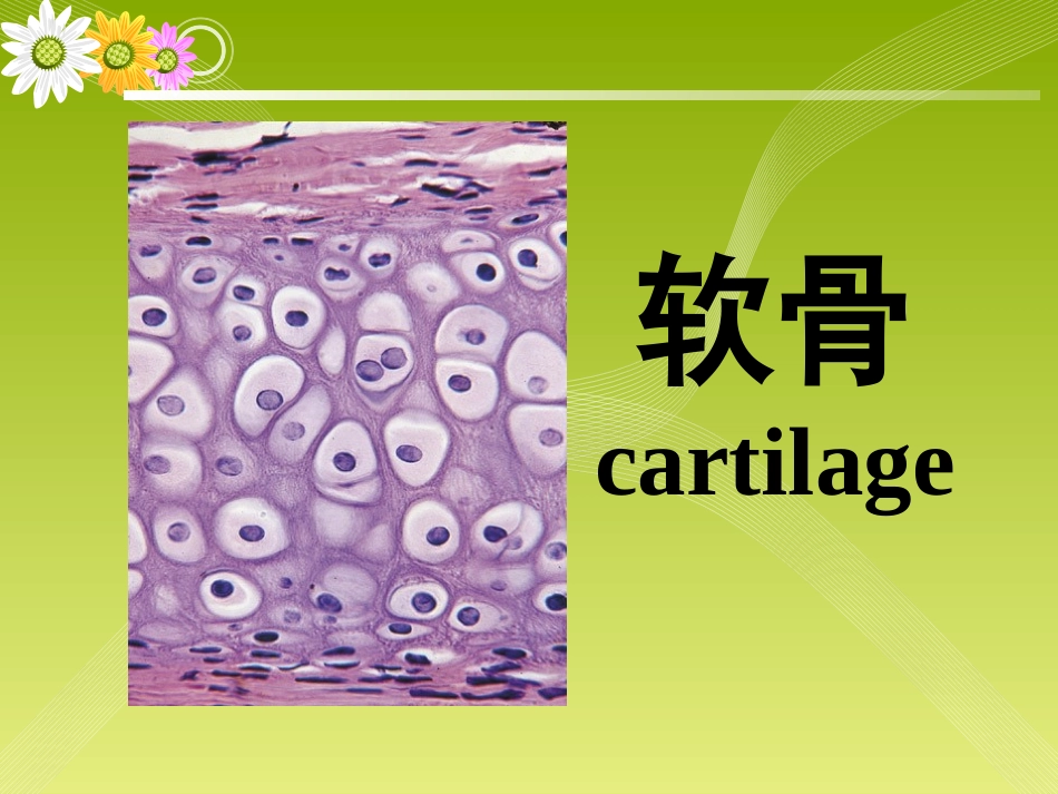 《组织胚胎学》-软骨和骨_第3页