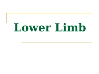The_lower_limb(new)