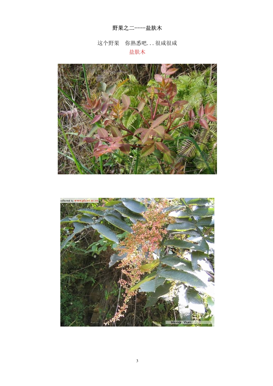山上的野花野草野果(超多图)_第3页
