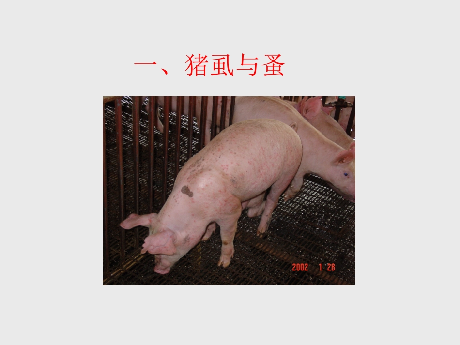 猪的常见皮肤病_第3页