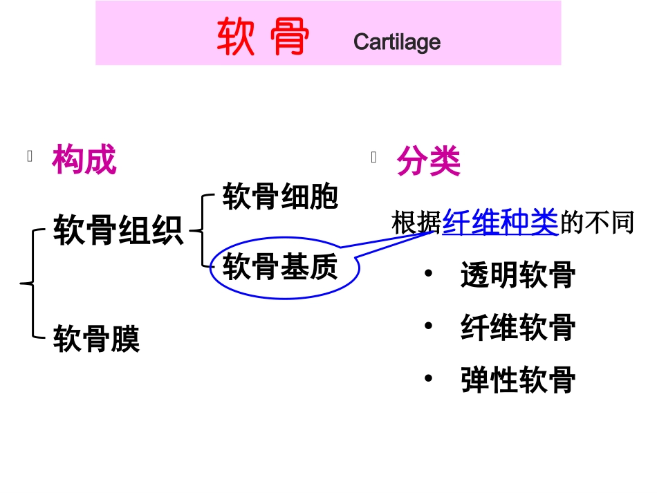软骨和骨-cartilage-and-bone-刘丽芸_第3页