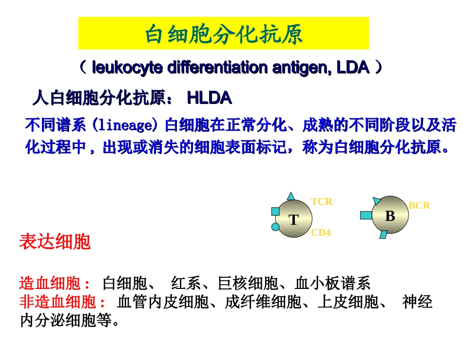Lecture8-白细胞分化抗原和黏附分子_第2页