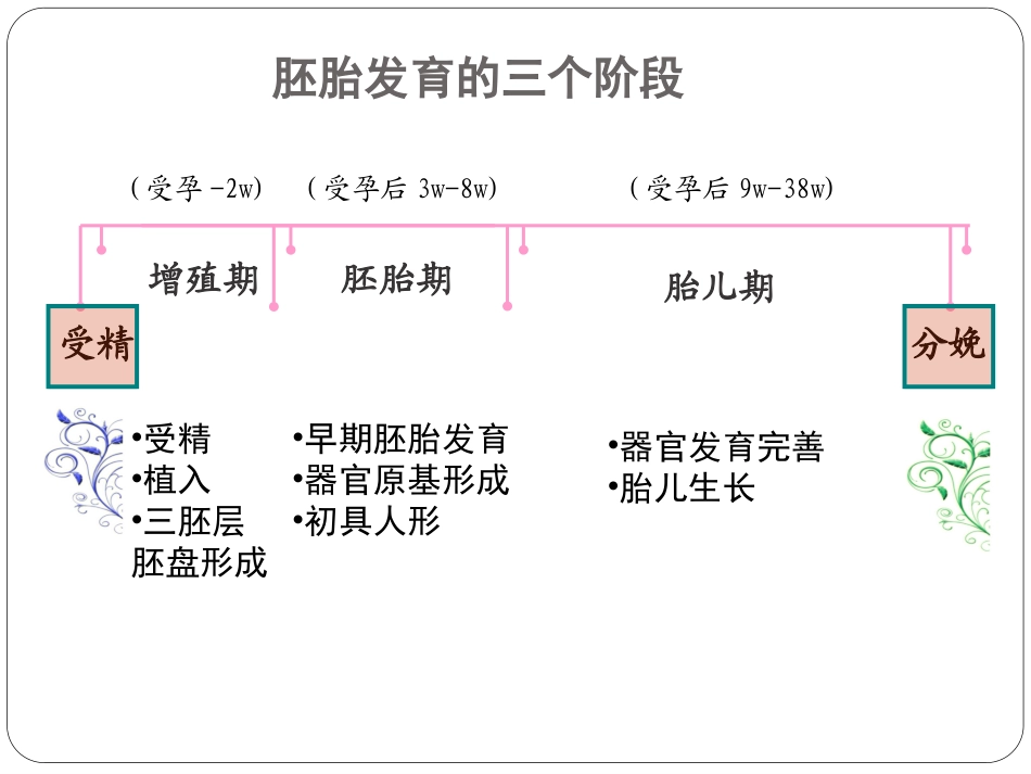 口腔颌面部发育_第3页