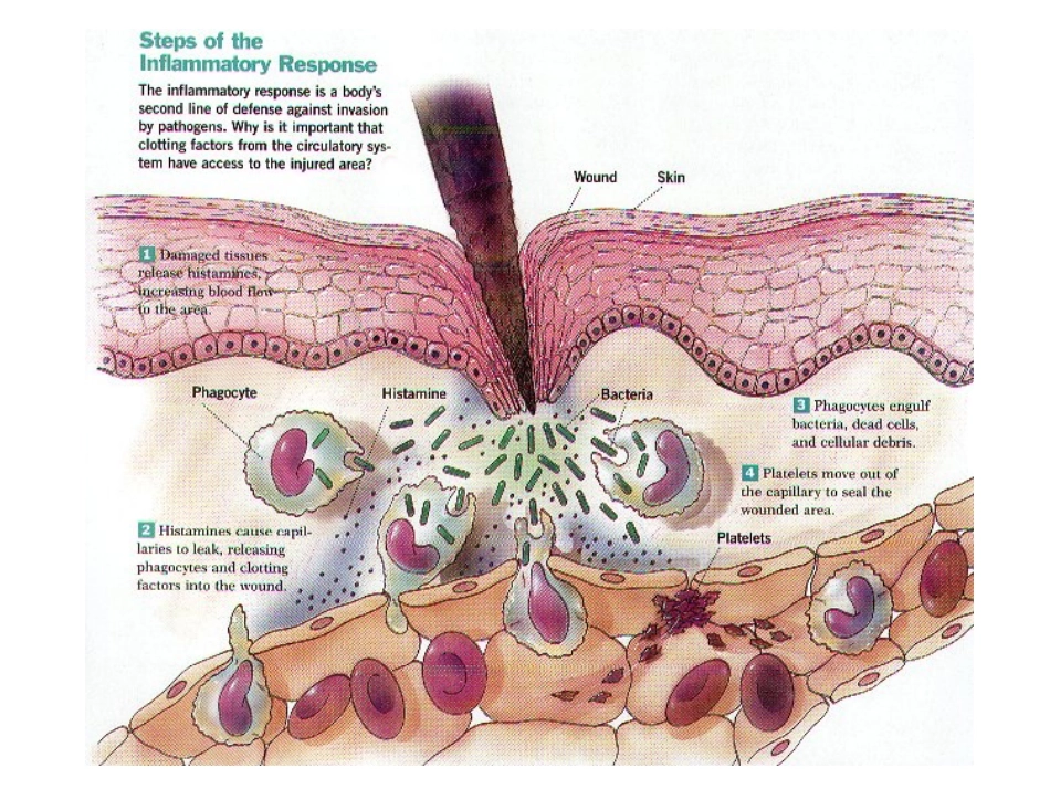 炎症1-徐芳英_第3页