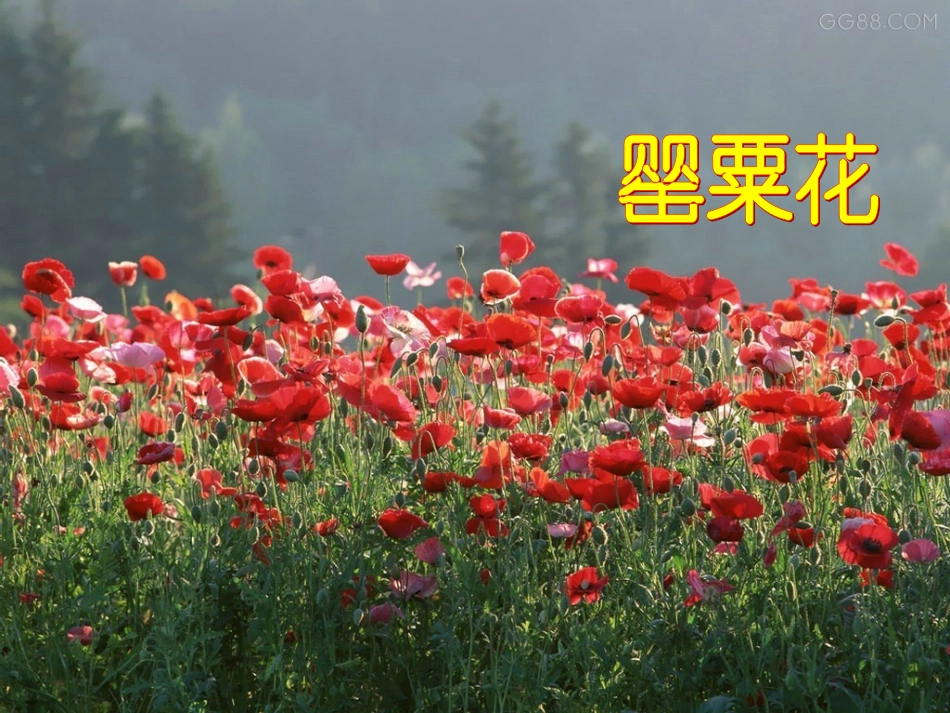 珍爱生命-远离毒品-ppt_第2页