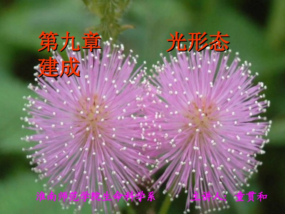 第九章 光形态建成_第1页