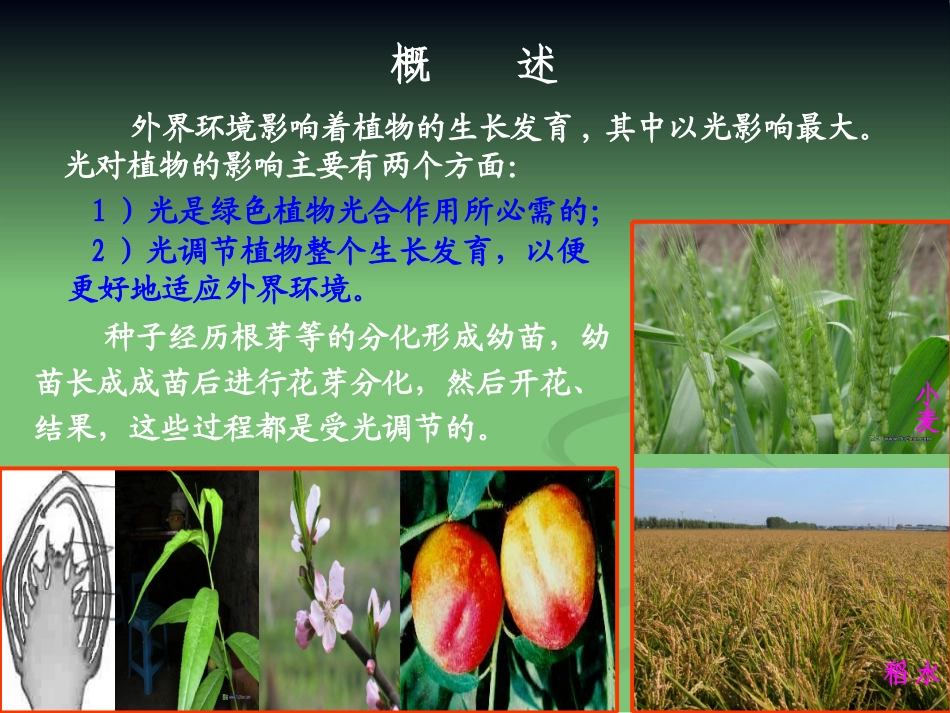 第九章 光形态建成_第2页