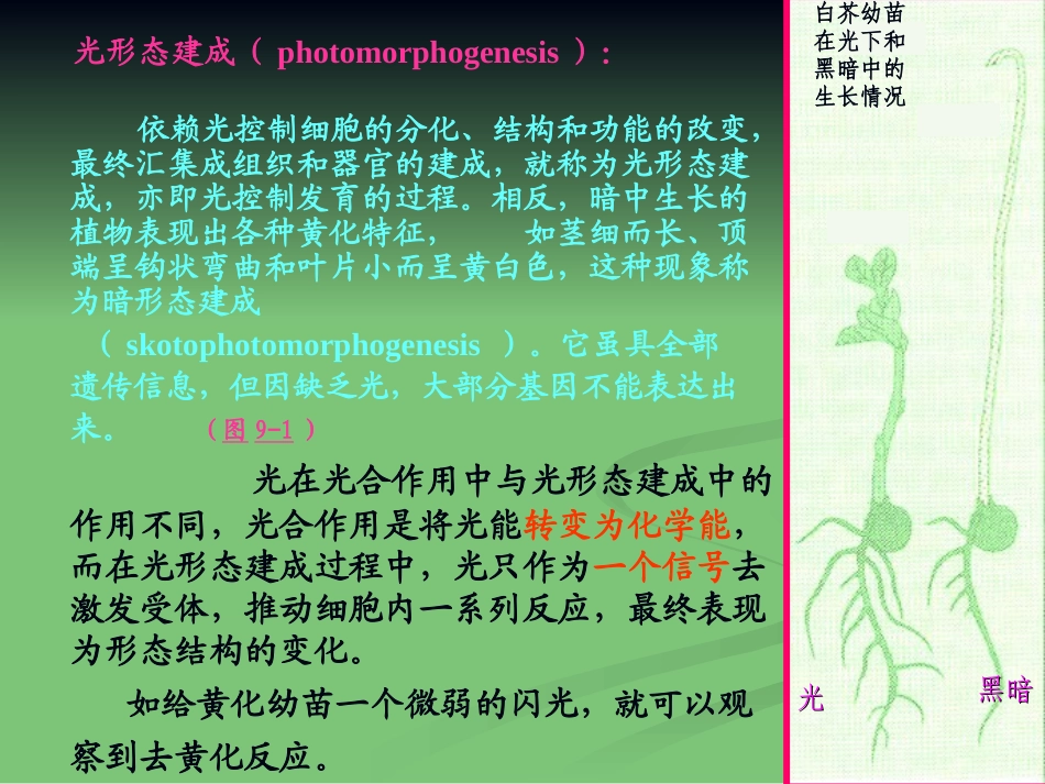 第九章 光形态建成_第3页
