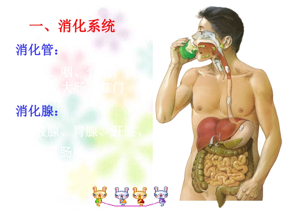 食物的消化与吸收_第3页