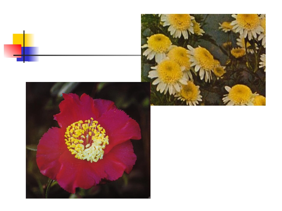 第九章   花色遗传_第3页
