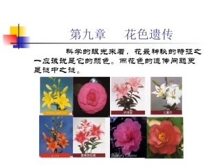 第九章   花色遗传