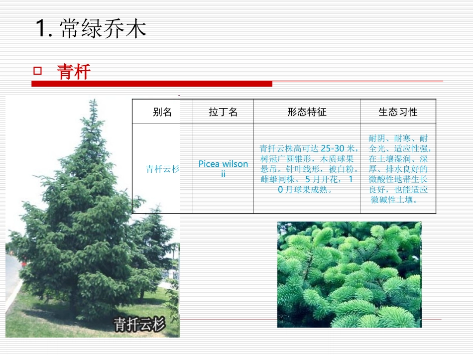 北京_园林常见树种_第2页