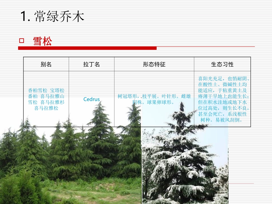 北京_园林常见树种_第3页