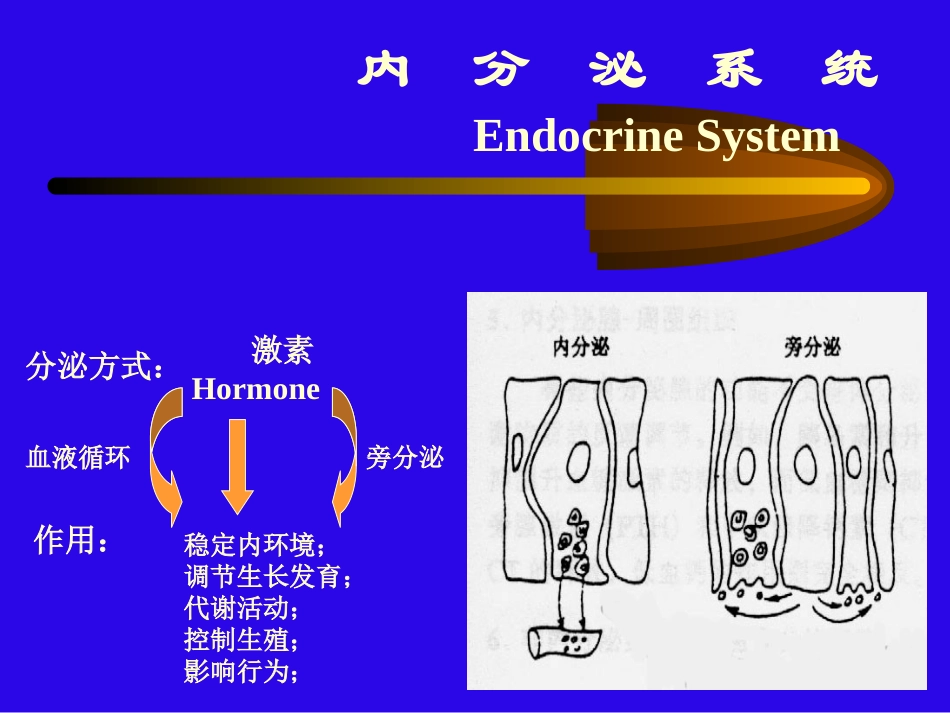内分泌系统正稿_第3页